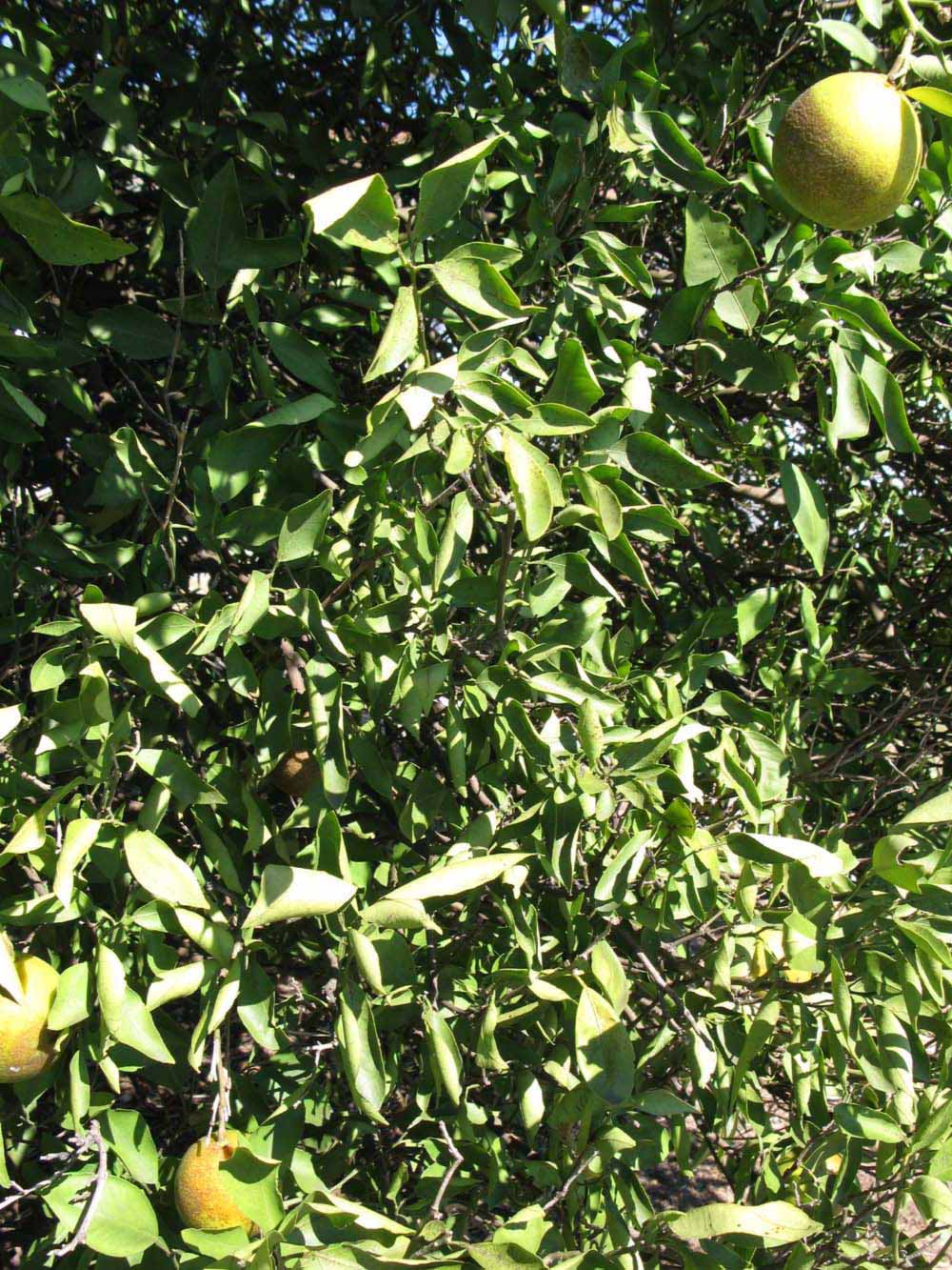              Sun leaves (Winter Haven, FL)       